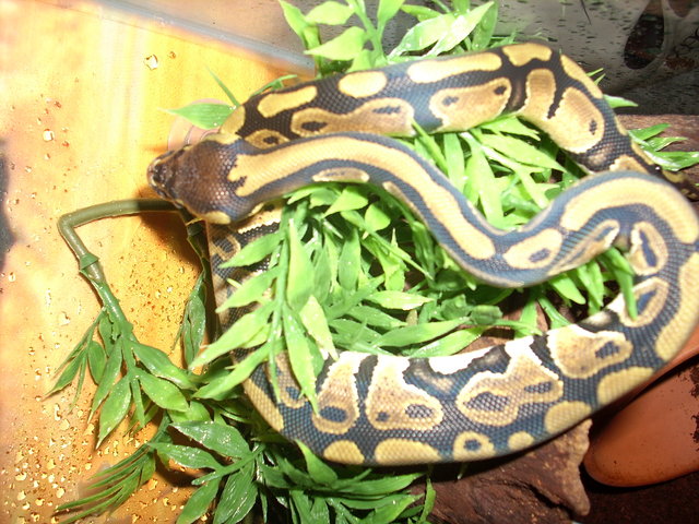 Kuningas Python mara_85 (maarit hakonen) • IRC-Galleria